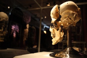 The Human Body - Muzeul Grigore Antipa